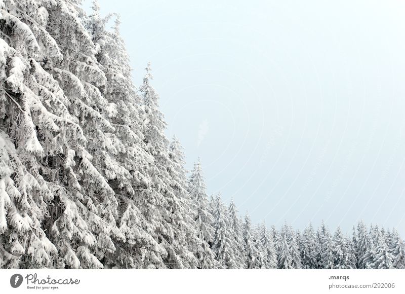 Reihenweise Ferien & Urlaub & Reisen Ausflug Winterurlaub Umwelt Natur Landschaft Klima Eis Frost Schnee Baum Nadelbaum Baumreihe Wiese kalt Ordnung Perspektive