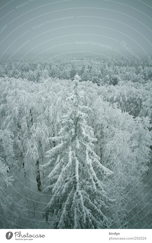 verschneiter Winterwald aus der Vogelperspektive Natur Wetter Nebel Eis Frost Schnee Wald hoch kalt oben Originalität positiv schön ruhig Frieden Idylle Klima