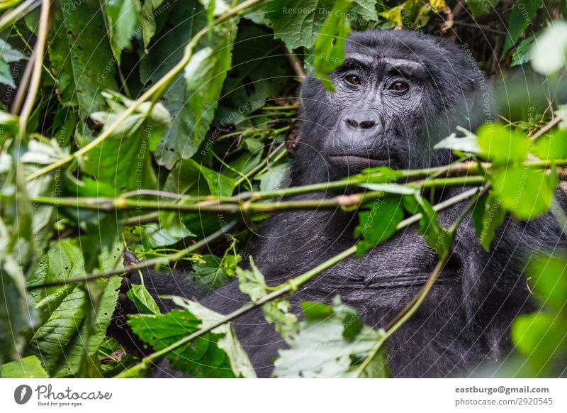 Ein nachdenklicher Gorilla im undurchdringlichen Wald Ferien & Urlaub & Reisen Tourismus Safari Berge u. Gebirge Mann Erwachsene Natur Tier Park Urwald