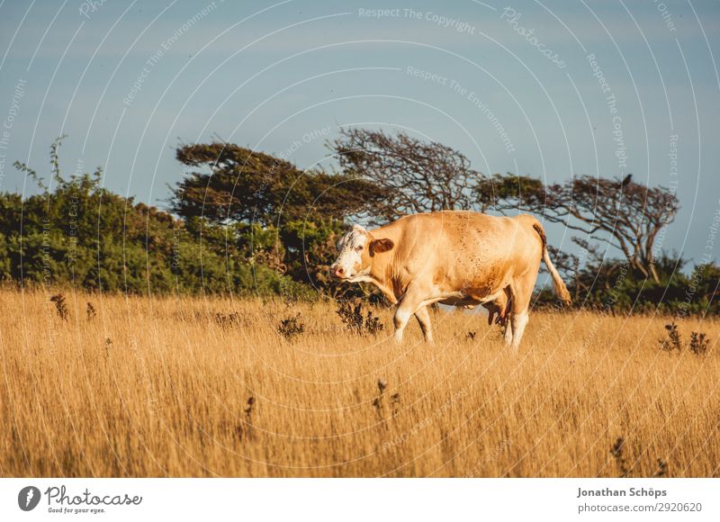 Kuh auf dem Feld in England Landwirtschaft Forstwirtschaft Umwelt Natur Landschaft Tier Sommer Klimawandel Küste außergewöhnlich Großbritannien Rind Tierzucht