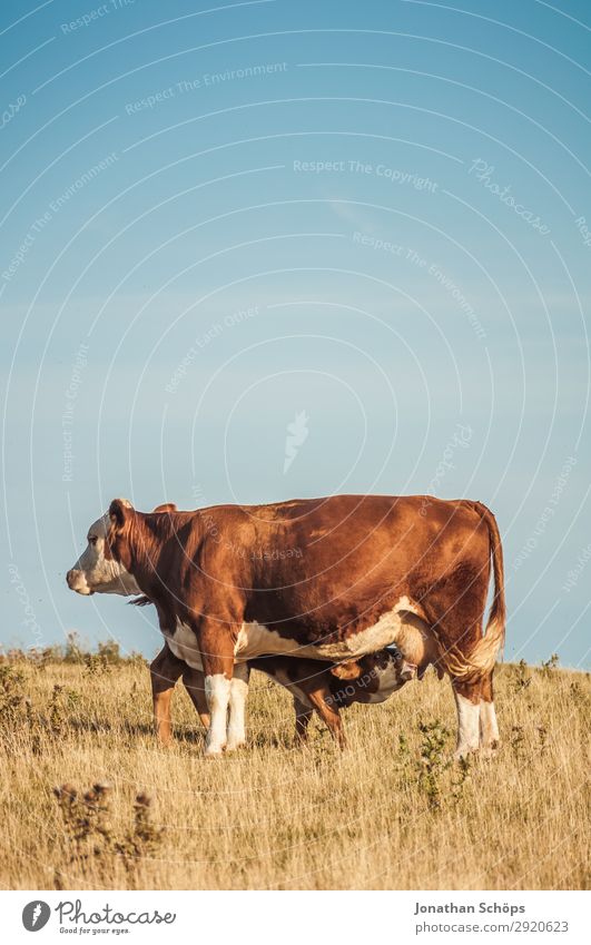 Kalb trinkt bei Kuh auf dem Feld Landwirtschaft Umwelt Natur Landschaft Tier Sommer Klimawandel außergewöhnlich Großbritannien Rind Tierzucht Viehzucht Baum