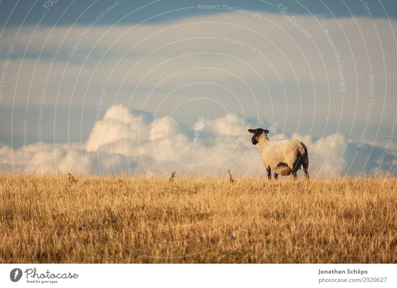 Schaf auf einer Weide mit Ausblick Landwirtschaft Tier Feld Nutztier 1 ästhetisch England Großbritannien Sussex Wiese Seite Nahrungssuche Bauernhof Natur