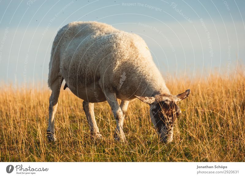 Schaf beim Fressen auf einer Wiese Landwirtschaft Forstwirtschaft Tier Feld Küste Nutztier 1 ästhetisch England Großbritannien Sussex Weide Seite Nahrungssuche
