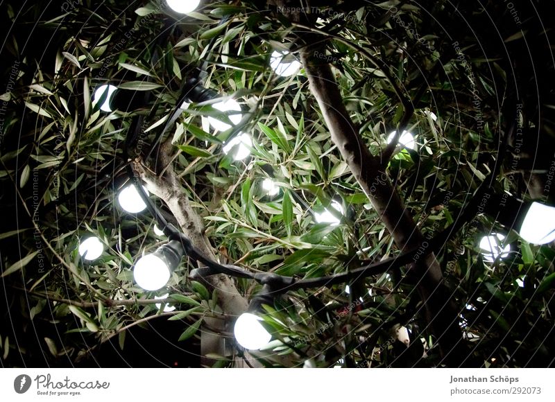 Lampenbaum Kunst Stimmung Baum Sträucher Blatt Beleuchtung Kunstwerk leuchten Glühbirne Lampenlicht Ast Zweige u. Äste grün weiß rund Kreis Farbfoto