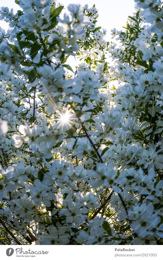 #S# Hello Sunshine Umwelt Natur Landschaft Pflanze Freude Leben Frühling Blüte Sonnenstrahlen Blütenblatt weiß viele Sträucher schimmern bezaubernd verstecken