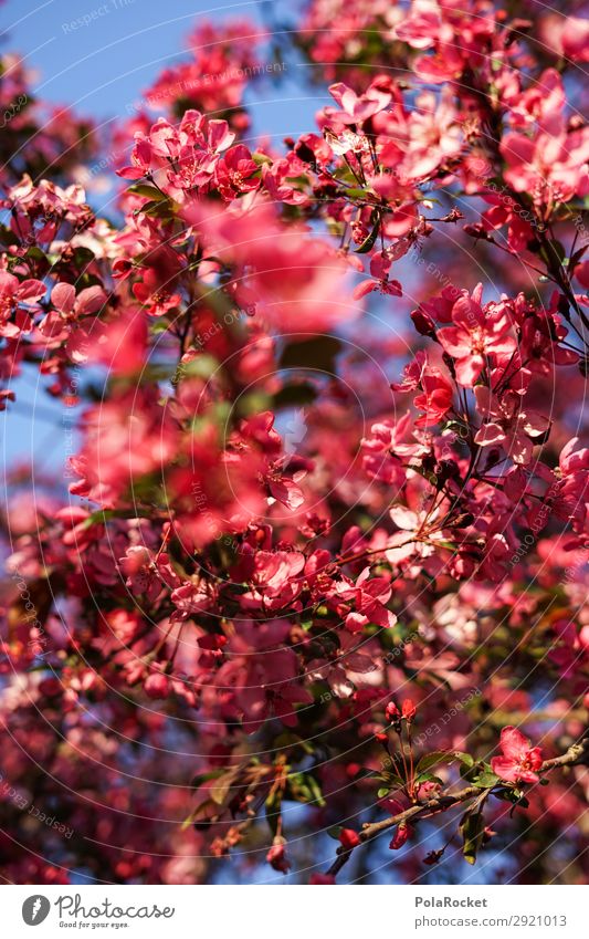 #S# Rosa Blüte Umwelt Natur Pflanze ästhetisch rosa rot Frühling Frühlingsgefühle Vielfältig mehrfarbig Sträucher Baum Mandelblüte Blütenblatt Farbfoto