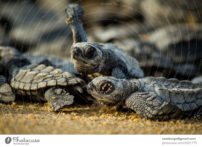Kleine Meeresschildkröten kämpfen nach dem Schlupf in Mexiko ums Überleben. Strand Baby Natur Tier Sand klein wild chaotisch Tiere Tiere Reptilien baja