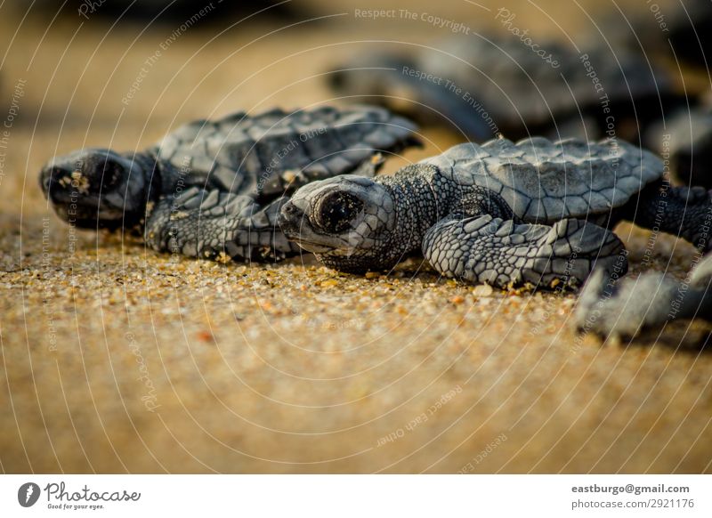 Kleine Meeresschildkröten kämpfen nach dem Schlupf in Mexiko ums Überleben. Strand Baby Natur Tier Sand klein wild chaotisch Tiere Tiere Reptilien baja