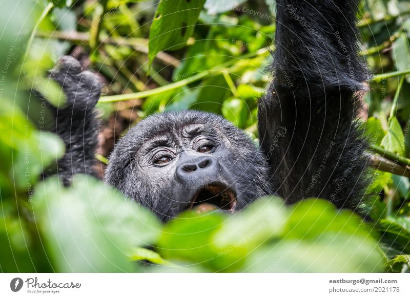 Ein kleiner Gorilla schreit im undurchdringlichen Wald von Uganda. Ferien & Urlaub & Reisen Tourismus Safari Berge u. Gebirge Mann Erwachsene Natur Tier Park