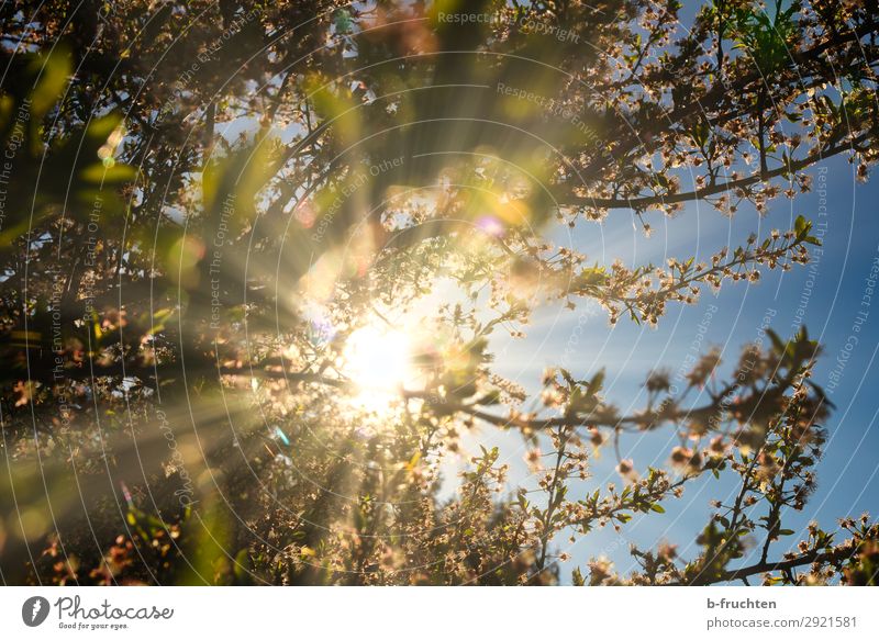 Frühlingssonne, blühender Obstbaum Natur Sonnenlicht Schönes Wetter Pflanze Baum Blüte Garten Fröhlichkeit frisch schön Frieden Hilfsbereitschaft Hoffnung