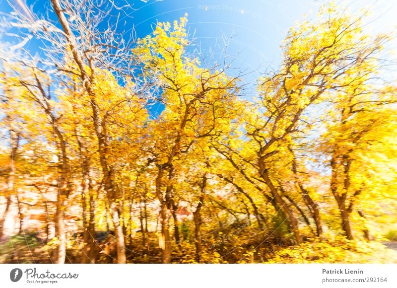 Indian Summer Umwelt Natur Landschaft Pflanze Urelemente Klima Wetter Wald Bewegung Farbfoto mehrfarbig Außenaufnahme Tag