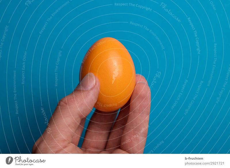 Orangenes Hühnerei Lebensmittel Ernährung Bioprodukte Gesunde Ernährung Ostern Mann Erwachsene Finger wählen gebrauchen beobachten berühren Essen festhalten