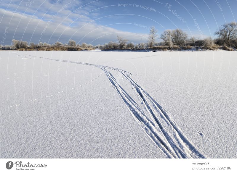 Spuren im Schnee Natur Himmel Wolken Winter Schönes Wetter Eis Frost Baum See Salbker See blau weiß Schneelandschaft Schneedecke Eissee Seeufer kalt gefroren