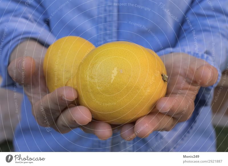 Menschliche Hände bieten Zitronen an Frucht Dessert Ernährung Frühstück Bioprodukte Vegetarische Ernährung Diät Saft Lifestyle Restaurant Gastronomie feminin