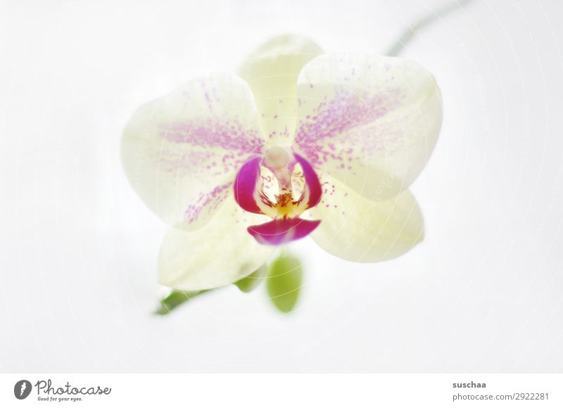 durch die blume Blume Orchidee Pflanze Natur schön Wellness Gesundheit hell Seele Meditation Spa Romantik zart harmonisch exotisch Hintergrund neutral