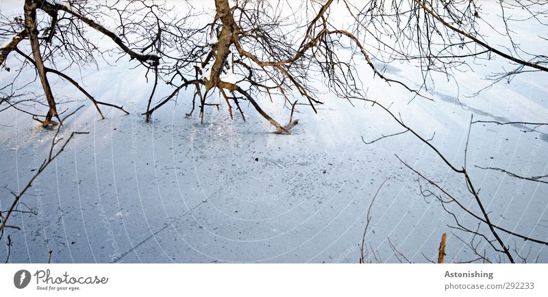 ins Eis Umwelt Natur Landschaft Pflanze Winter Wetter Frost Schnee Baum Park Wald Flussufer Holz kalt Ast Geäst Zweig Schatten weiß Farbfoto Außenaufnahme