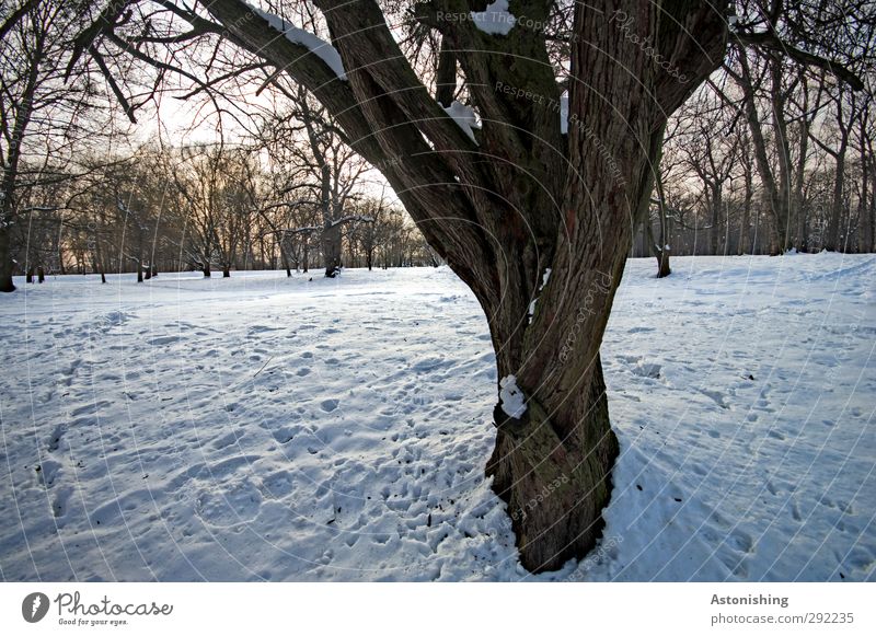 verzweigt Umwelt Natur Landschaft Pflanze Luft Himmel Horizont Sonne Winter Wetter Schönes Wetter Eis Frost Schnee Baum Park Wiese Wald Holz stehen blau braun
