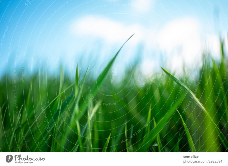 Saftige grüne Wiese blauer Himmel im Frühling Gesundheit Alternativmedizin Wellness Erholung Ferien & Urlaub & Reisen Sommer Umwelt Natur Landschaft Sonne Klima