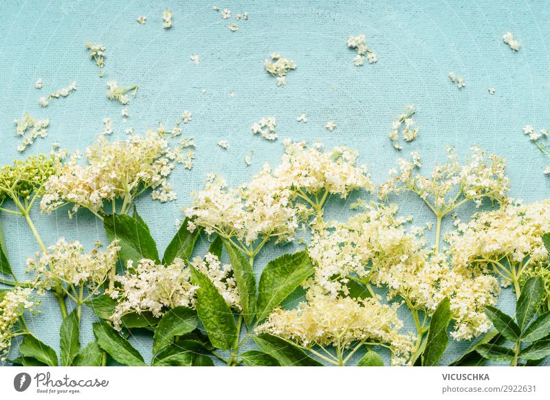 Holunderblüten auf hellblauem Hintergrund Lebensmittel Marmelade Kräuter & Gewürze Ernährung Bioprodukte Vegetarische Ernährung Diät Stil Design Gesundheit