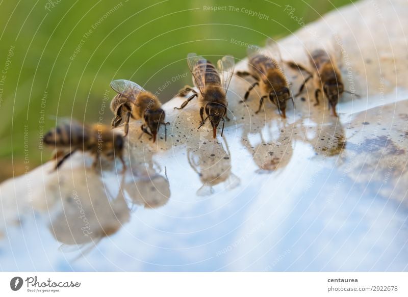 durstige Bienen Umwelt Natur Tier Wasser Garten Wildtier Tiergruppe trinken lecker Zufriedenheit Gastfreundschaft fleißig Netzwerk Zusammenhalt Farbfoto