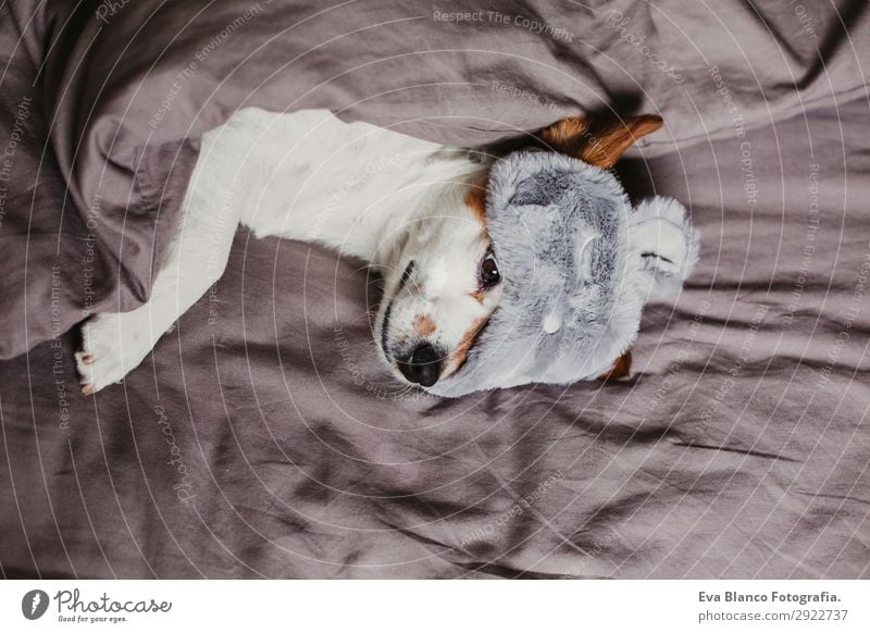 süßer kleiner Hund auf dem Bett liegend und mit Schlafmaske Lifestyle Erholung Sommer Wohnung Haus Schlafzimmer Tier Herbst Haustier Maus 1 schlafen Coolness