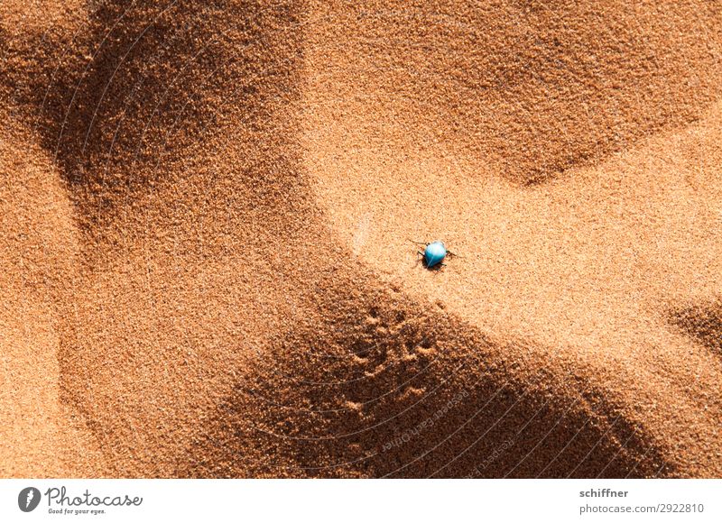 Isolation | in der Wüste Tier 1 krabbeln Käfer Sand Spuren Sandkorn Tenebrionid Einsamkeit klein hell-blau lebensfeindlich Außenaufnahme Menschenleer