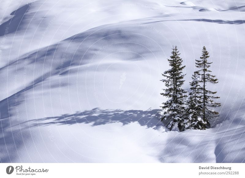 Eheleute Tanne Natur Landschaft Winter Schönes Wetter Eis Frost Schnee Pflanze Baum Hügel Alpen Berge u. Gebirge blau grün schwarz weiß Partnerschaft