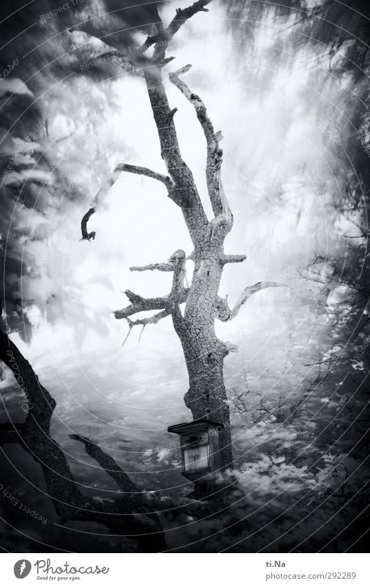 alte Häuser | Herr von Ribbeck Baum Birnbaum Garten hängen dehydrieren Wachstum kaputt natürlich grau schwarz weiß Nistkasten Schwarzweißfoto Außenaufnahme