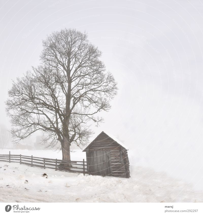 Alte Häuser | im Nebel Zaun Winter Eis Frost Schnee Pflanze Baum Haus Hütte Heuschober Heustadl Holz alt kalt braun Stimmung Farbfoto Gedeckte Farben