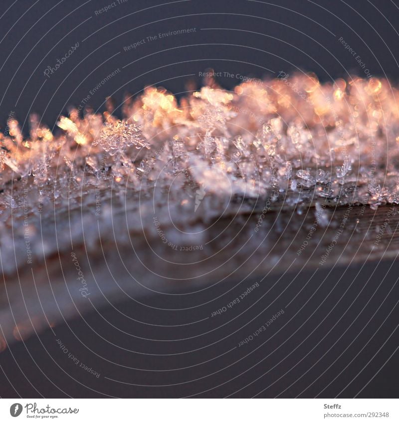 Raureif auf einem Grashalm in warmem Abendlicht Kälteschock klirrende Kälte Eiskristalle frostig Kälteeinbruch Wintereinbruch nordisch warmes Abendlicht Halm