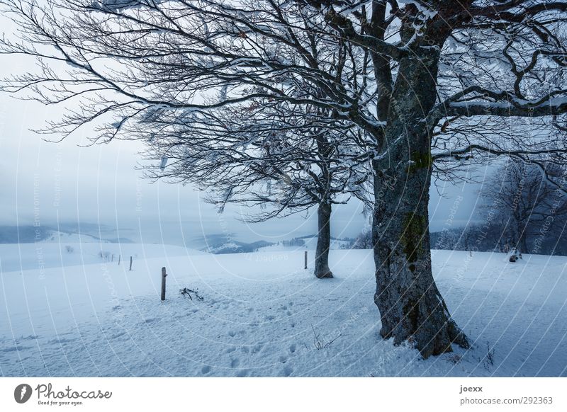 Talblick Landschaft Himmel Winter Wetter schlechtes Wetter Baum Berge u. Gebirge kalt blau schwarz weiß Idylle Schauinsland Farbfoto Gedeckte Farben