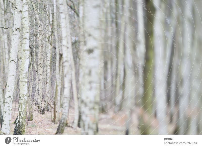Winterbirkenwald Umwelt Natur Landschaft Baum Wildpflanze Wald grau weiß Birke Birkenwald Tilt-Shift Farbfoto Außenaufnahme Menschenleer Tag Unschärfe