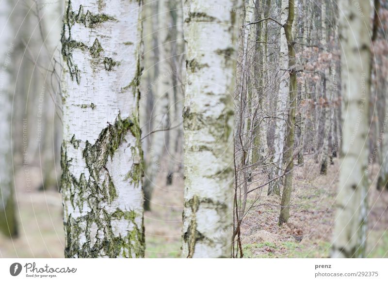 Birken Umwelt Natur Landschaft Pflanze Winter Baum Wald grau weiß Birkenwald Tilt-Shift Baumrinde Farbfoto Außenaufnahme Menschenleer Tag Unschärfe