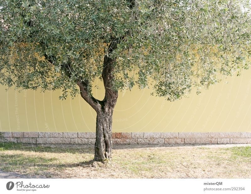 Yellow Tree. Kunst ästhetisch gelb Baum Olivenbaum grün Blatt Baumstamm Olivenblatt Mauer mediterran Italien Farbfoto Gedeckte Farben Außenaufnahme