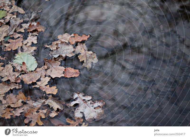 herbst Umwelt Natur Wasser Herbst Blatt Bach natürlich trist Farbfoto Außenaufnahme Menschenleer Textfreiraum rechts Tag Reflexion & Spiegelung