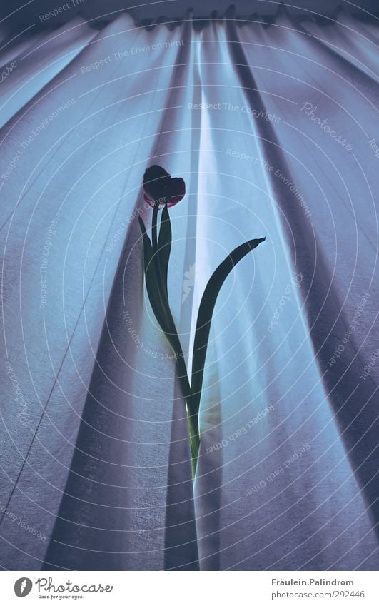 Eine Tulpe wächst durch die Gardinen Pflanze Blume Blatt Blüte Wachstum dunkel frisch gigantisch groß kalt rebellisch wild blau Hochmut einzigartig Fenster