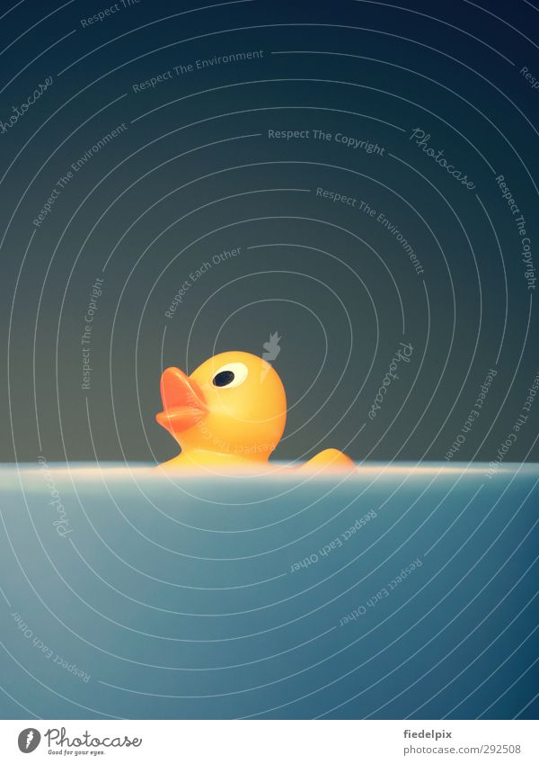 Duckduckswim Ente Quietschente gelb blau orange wasser schwimmt schwimmen element Entenvögel Ententeich Schwimmen & Baden Entchen quietschgelb Quietscheente