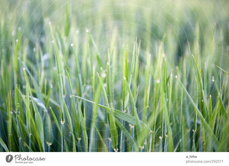 #green #grass Umwelt Natur Pflanze Wasser Wassertropfen Gras Nutzpflanze Wiese Feld Linie Tropfen nass natürlich unten grün rein Wachstum Getreide Farbfoto
