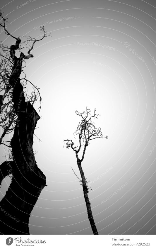 Beziehung. So und so. Umwelt Natur Himmel Winter Baum ästhetisch einfach grau schwarz weiß Gefühle Zuneigung Partnerschaft Schwarzweißfoto Außenaufnahme