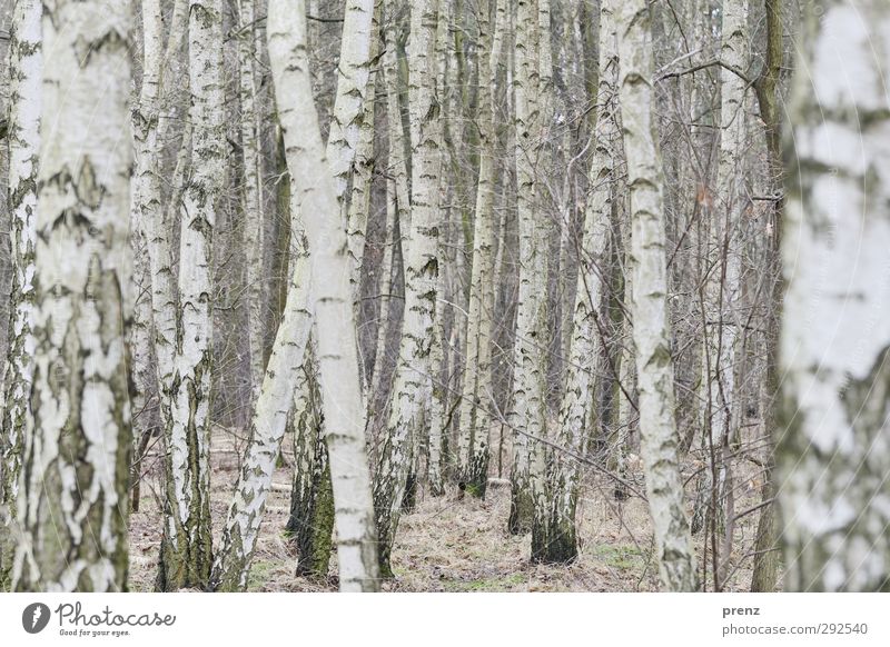 X Umwelt Natur Landschaft Pflanze Wald grau weiß Birkenwald Linie Farbfoto Außenaufnahme Menschenleer Tag