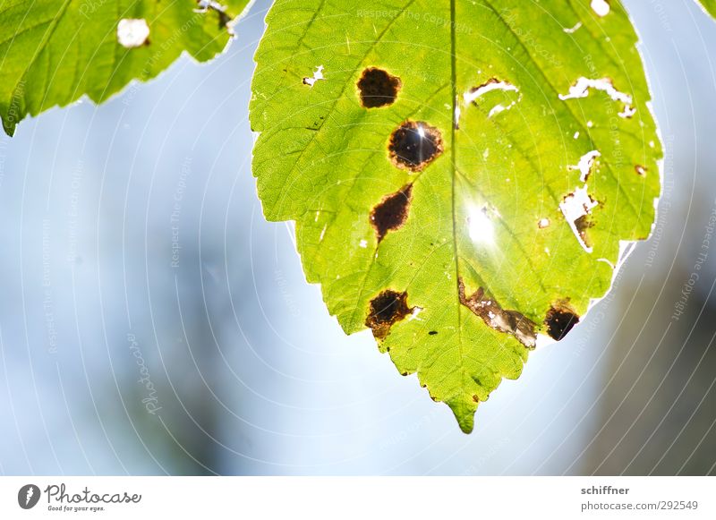 Blattgrüngold Umwelt Natur Pflanze Sonnenlicht Herbst Schönes Wetter Blattadern Herbstlaub herbstlich kaputt Fleck Loch alt Vergänglichkeit Riss Außenaufnahme