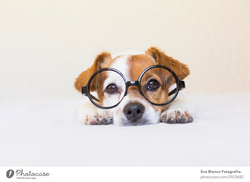 süßer kleiner Hund auf dem Bett sitzend und mit Brille elegant Freude schön lesen Haus Bildung Arbeit & Erwerbstätigkeit Beruf Büro Tier Mode Accessoire