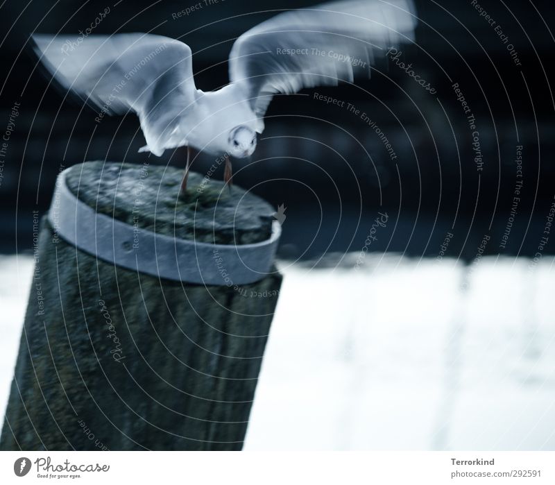 lucky.shot Tier Vogel 1 fliegen Geschwindigkeit wild grau schwarz weiß Euphorie Reinheit ästhetisch Kraft Leichtigkeit Farbfoto Gedeckte Farben Außenaufnahme