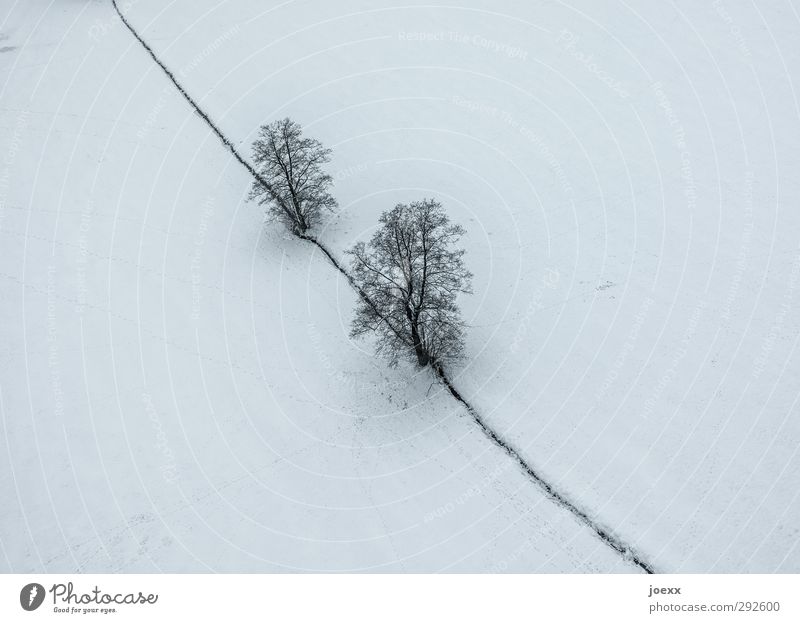 Der große Bruder Natur Landschaft Winter Wetter Schnee Baum Feld grau schwarz weiß kalt Farbfoto Gedeckte Farben Außenaufnahme Luftaufnahme Menschenleer Tag