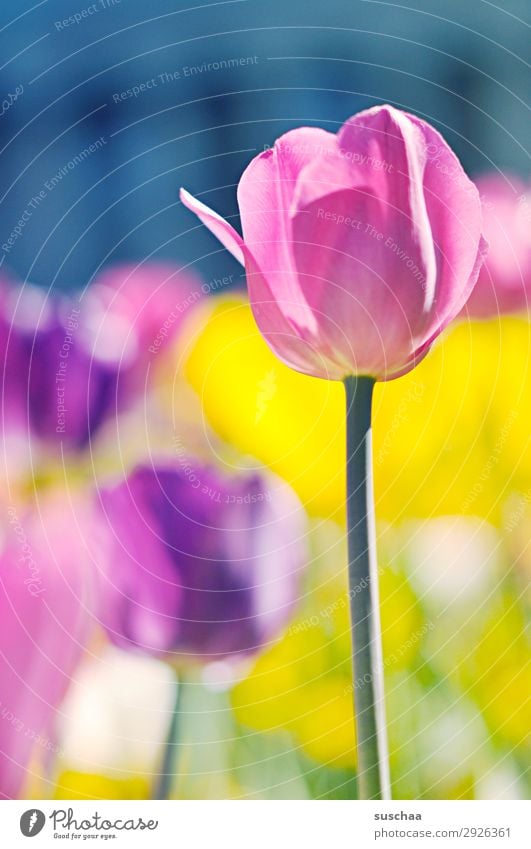 tulpen Blume Tulpe Blüte Wiese Außenaufnahme Frühling Sommer Sonnenschein Schönes Wetter Garten Park Umwelt Natur Landschaft Landschaftsgärtnerei Pflanze Klima