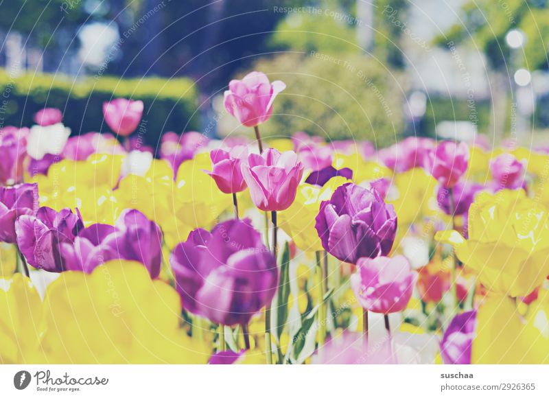 tulpen Blume Tulpe Blüte Stengel Wiese Außenaufnahme Frühling Wärme Jahreszeiten Sommer Sonnenschein Schönes Wetter Garten Park Umwelt Natur Landschaft