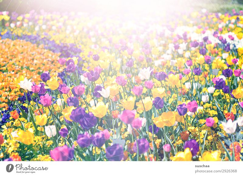 viele tulpen Blume Tulpe Blüte Stengel Wiese Außenaufnahme Frühling Wärme Jahreszeiten Sommer Sonnenschein Schönes Wetter Garten Park Umwelt Natur Landschaft