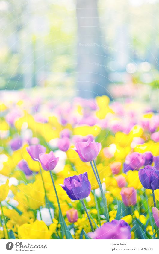 tulpen Blume Tulpe Blüte Stengel Wiese Außenaufnahme Frühling Wärme Jahreszeiten Sommer Sonnenschein Schönes Wetter Garten Park Umwelt Natur Landschaft