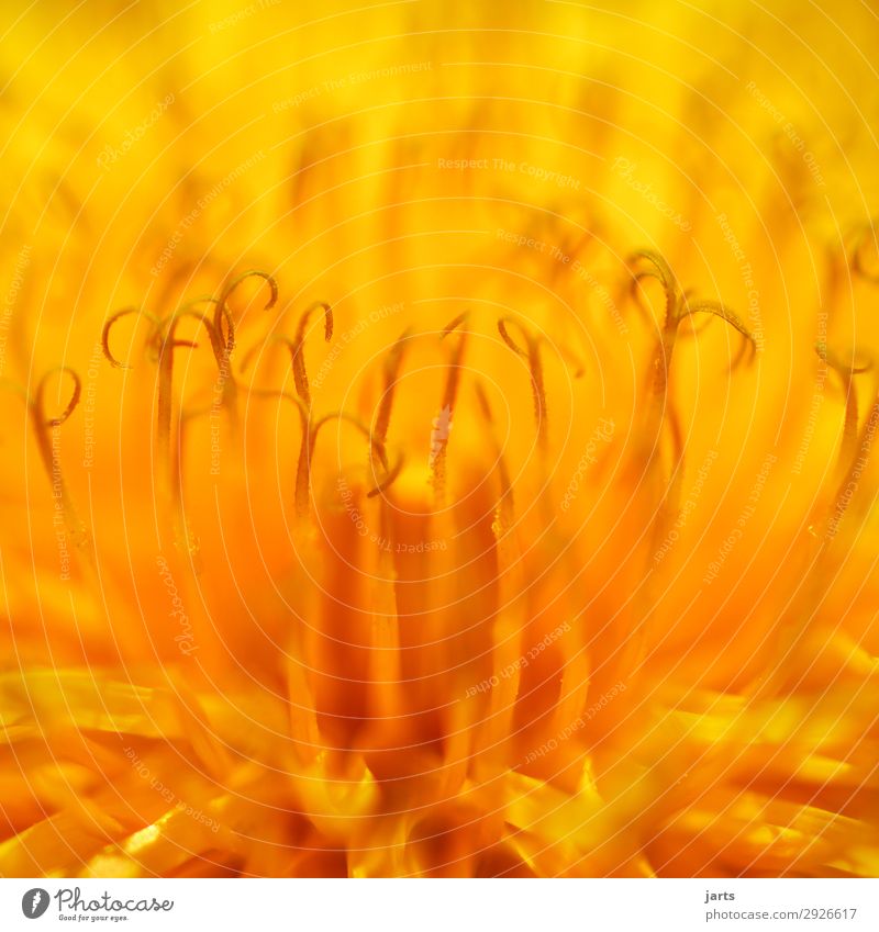 löwenzahn Pflanze Blume Blüte Wildpflanze natürlich gelb Natur Löwenzahn Farbfoto Nahaufnahme Detailaufnahme Makroaufnahme Menschenleer Textfreiraum oben