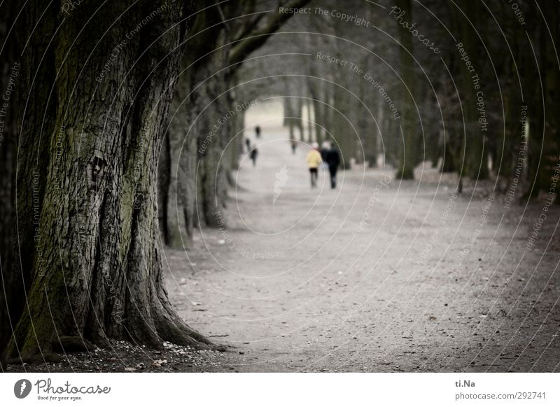 Neue Wege gehen Winter Baum Park Braunschweig kalt Allee Farbfoto Gedeckte Farben Außenaufnahme Textfreiraum Mitte Tag Schwache Tiefenschärfe